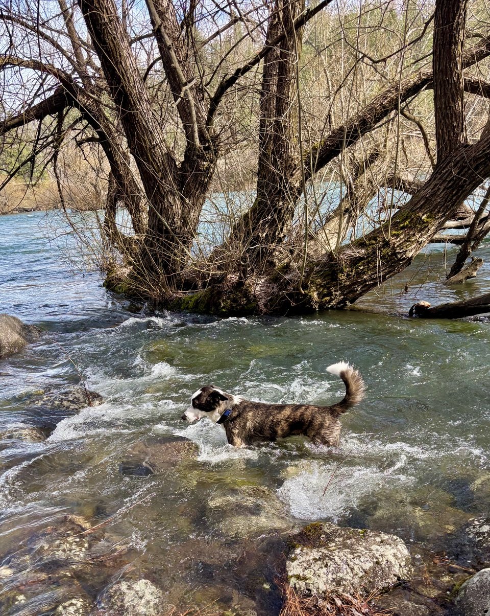 Photo of dog in river